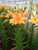 [4062 Amiga No101.JPG]